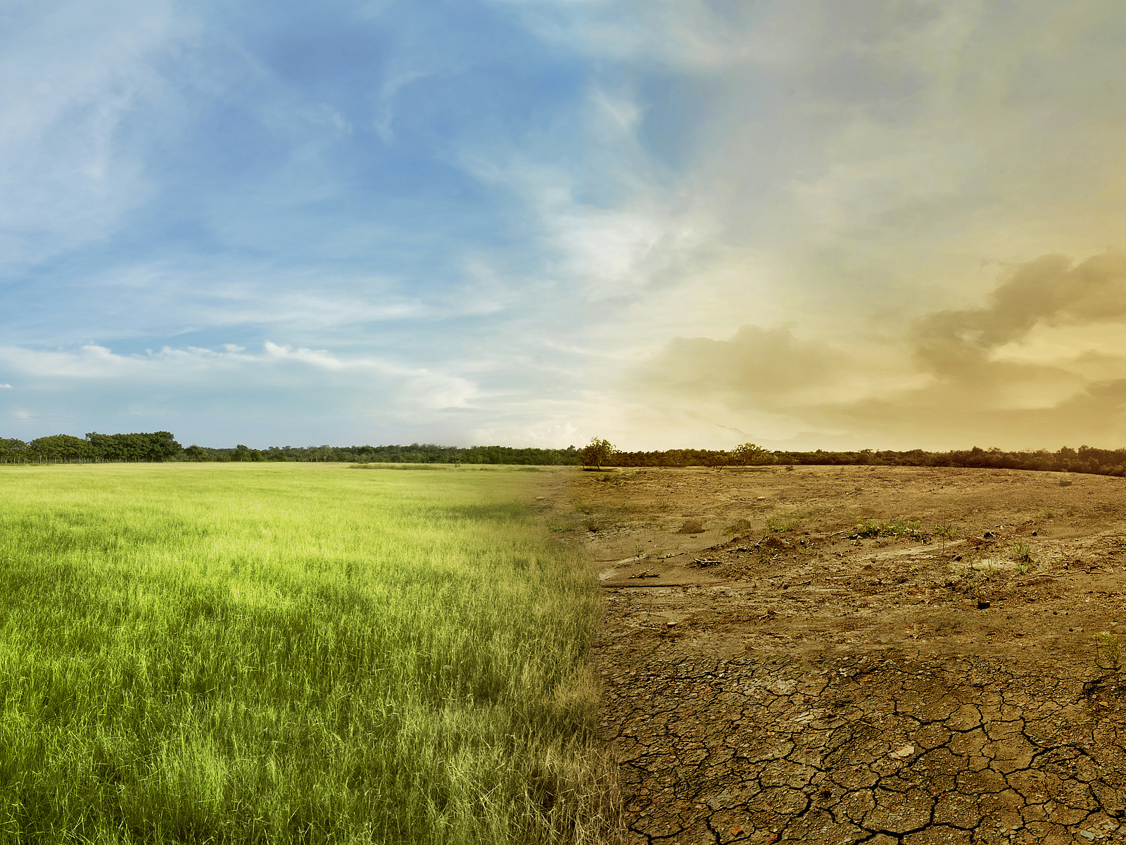 Geteiltes Bild einer Landschaft, links mit intakter Natur, rechts eine abgestorbene Landschaft