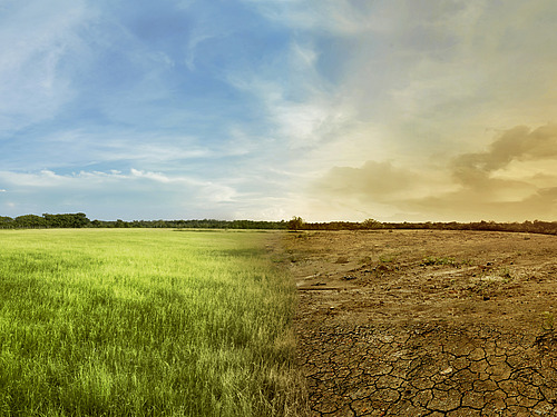 Geteiltes Bild einer Landschaft, links mit intakter Natur, rechts eine abgestorbene Landschaft