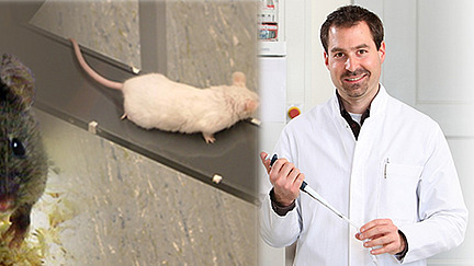 A collage of photos of mice, diagrams and a photo of Chadi Touma in a lab coat with a pipette in his hand.