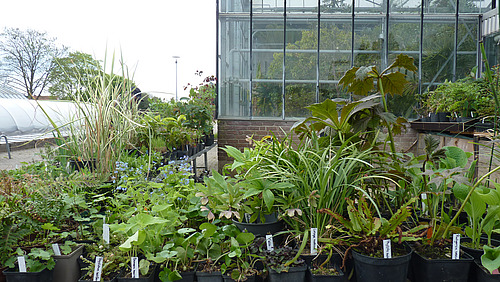 Im Vordergrund stehen Tische mit beschrifteten Pflanzen, im Hintergrund sieht man das Überwinterungshaus des Botanischen Gartens