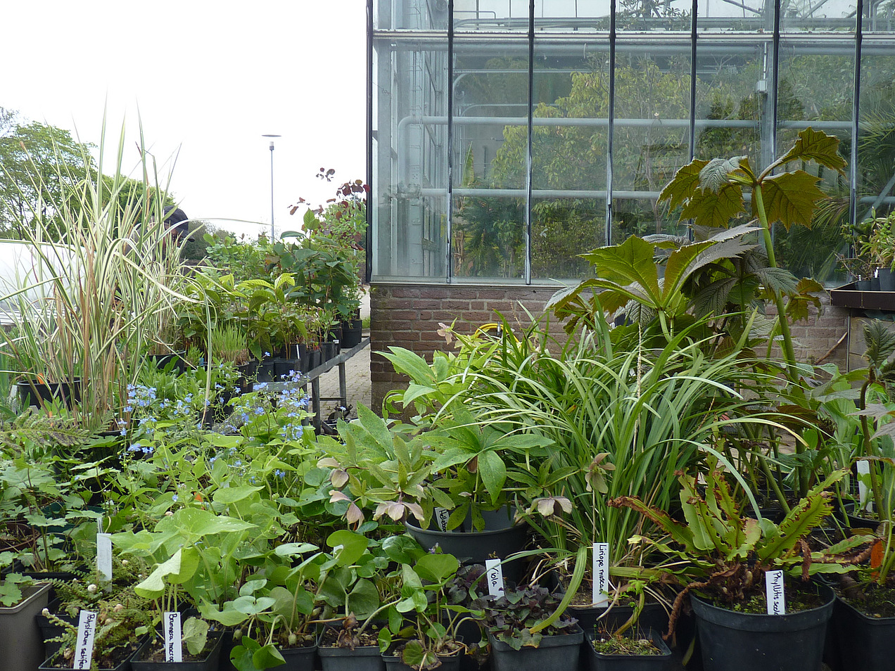 Im Vordergrund stehen Tische mit beschrifteten Pflanzen, im Hintergrund sieht man das Überwinterungshaus des Botanischen Gartens