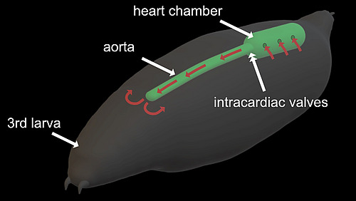 Eine schematische Abbildung einer Fruchtfliegen-Larve, die mit „3rd larva“ beschriftet ist; auf das grün dargestellt Herz zeigen Pfeile mit den Begriffen „heart chamber“, „aorta“ und „intercardiac valves“.