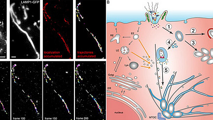 Collage of microscopy images and graphic representations of cellular processes.