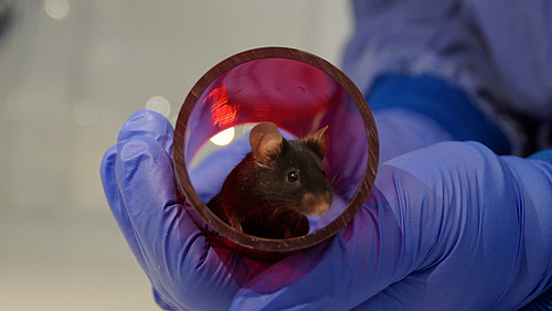 The photo shows a black mouse in a red plastic tube in the hand of a researcher.