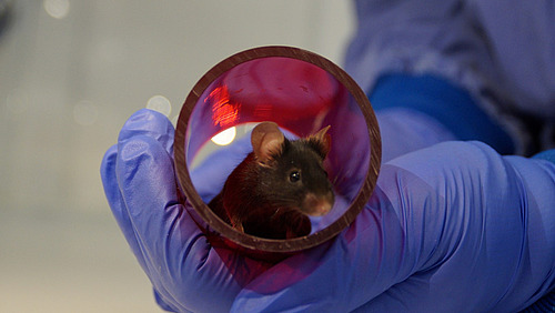 Das Foto zeigt eine braune Maus in einer roten Plastikr&ouml;hre in der Hand einer Forscherin