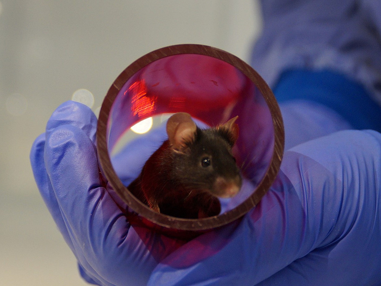 The photo shows a black mouse in a red plastic tube in the hand of a researcher.