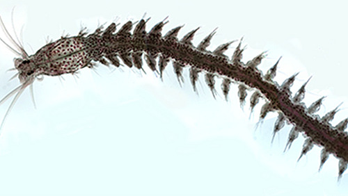 A marine bristle worm