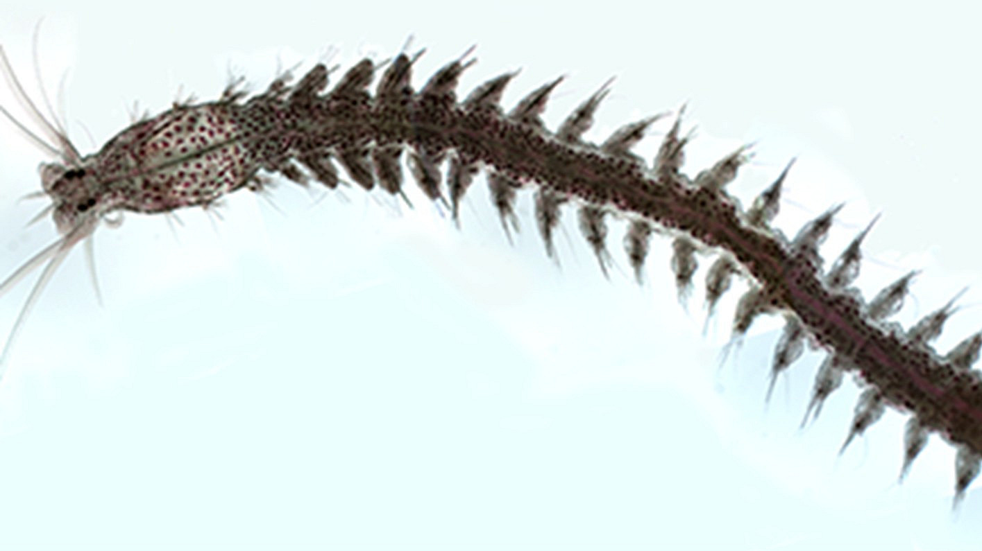 Ein Meeresringelwurm