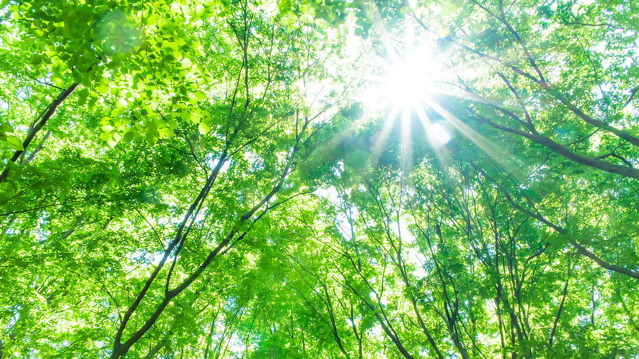 Das Bl&auml;tterdach von jungen B&auml;umen, die Sonne bricht durch die Bl&auml;tter
