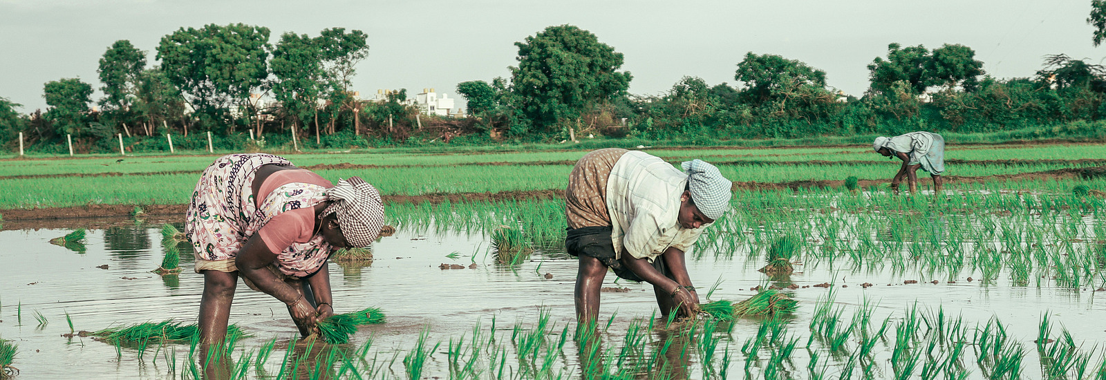 3 Personen auf einem Reisfeld in etwas Wasser