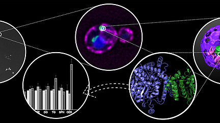 Collage of microscopy images, a graph and a molecular structure.