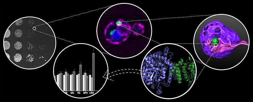 Collage of microscopy images, a graph and a molecular structure.