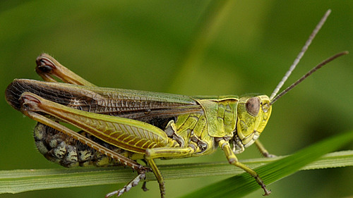 A grasshopper sits on a blade of grass.