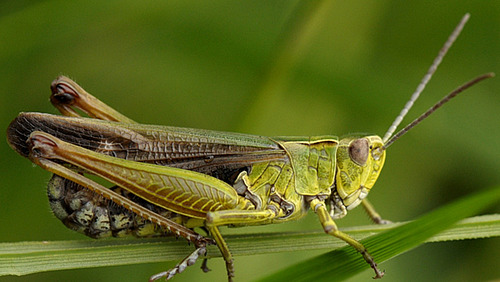 Eine Heuschrecke sitzt auf einem Grashalm