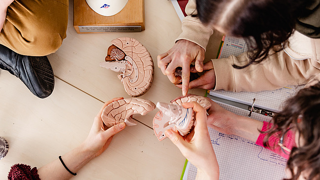 Studierende lernen zusammen die Teile eines Modellgehirns zusammenzusetzen.