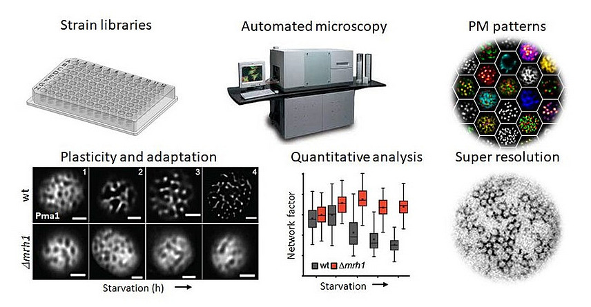 Collage aus Mikroskopieaufnahmen, einem Graphen und Bildern von Labor-Equipment; die Beschriftungen lauten u.a. "Strain libraries", "Automated microscopy", "PM patterns", "Plasticity and adaptation", "Quantitative analysis" and "Super resolution".