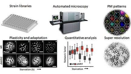 Collage of microscope images, a graph, and pictures of lab equipment; the captions include “Strain libraries,” “Automated microscopy,” “PM patterns,” “Plasticity and adaptation,” “Quantitative analysis,” and “Super resolution.”