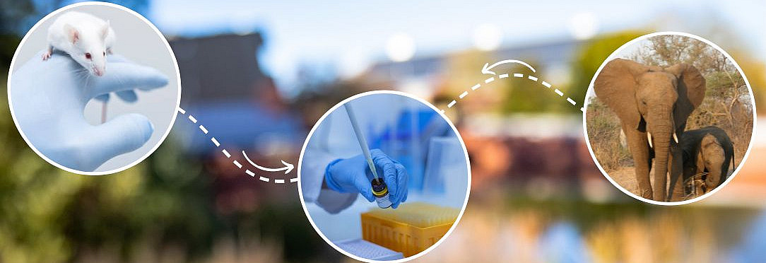 The photo shows a mouse, a pipetting hand and an elephant, with the biology building blurred in the background.