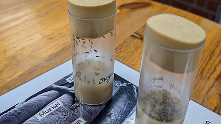 Two plastic containers are standing on a table, with fruit flies visible inside them.