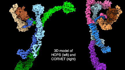 A collage of an image of gel bands labelled ‘Protein purification of HOPS (six subunits)'; on the right are two 3-dimensional molecular structures, between which is the text ’3D model of HOPS (left) and CORVET (right)'.