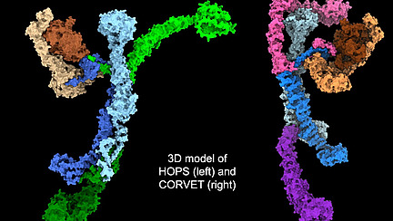 Eine Collage aus einer Abbildung von Gelbanden, die beschriftet ist mit "Protein purification of HOPS (six subunits)"; rechts sind zwei 3-dimensionale Molek&uuml;l-Strukturen zu sehen, dazwischen steht der Text "3D model of HOPS (left) and CORVET (right)".