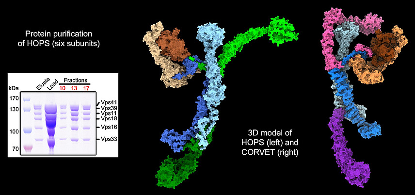 Eine Collage aus einer Abbildung von Gelbanden, die beschriftet ist mit "Protein purification of HOPS (six subunits)"; rechts sind zwei 3-dimensionale Molek&uuml;l-Strukturen zu sehen, dazwischen steht der Text "3D model of HOPS (left) and CORVET (right)".