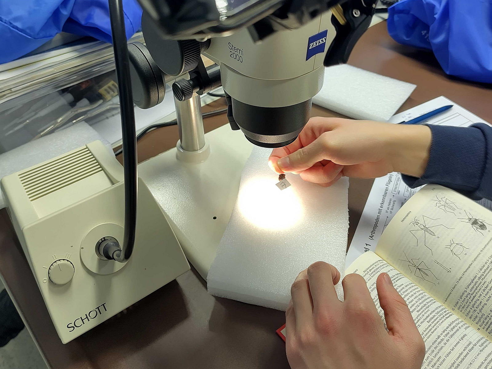 A hand is holding something under a binocular microscope; on the right is an open book with identification keys.