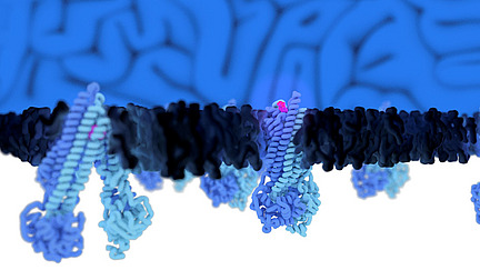 Graphic representation of blue molecules embedded in a darker molecular layer.
