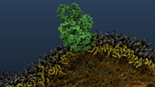 Schematische Darstellung einer Zellmembran bestehend aus l&auml;nglichen, strukturiert angeordneten Gebilden