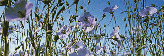 Nahaufnahme eines bl&uuml;henden Leinenfeldes