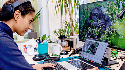 A researcher is working on a computer. A chimpanzee can be seen on the screen.