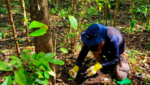 Forscherin untersucht Bodenproben im Wald