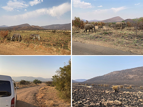 Eine Collage aus vier Bildern: Bild 1: Grasende Zebras; Bild 2: Elefanten unterschiedlichen Alters; Bild 3: Ein Gel&auml;ndewagen auf einer Schotterstra&szlig;e; Bild 4: Eine verbrannte Landschaft;