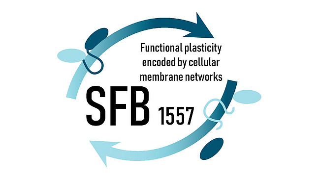 Zwei blaue bogenförmige Kreise, dazu ellyptsiche Formen und Linien. Darin steht in schwarzer Schrift "SFB 1557, Functional plasticity encoded by cellular membrane networks".