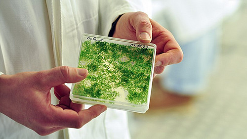Two hands holding a plastic box with green moss plants inside.