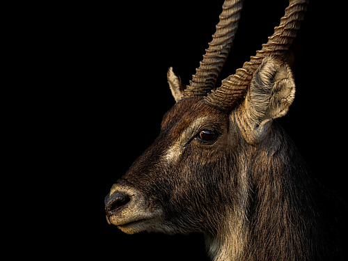 Seitenaufnahme des Kopfes einer Antilope mit geriffelten H&ouml;rnern vor schwarzem Hintergrund.