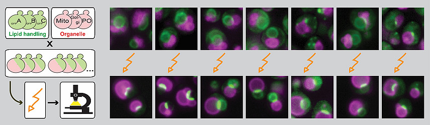 Several microscopy images with orange flashes, plus graphic representation of objects including a microscope; labels read “GFPA”, “GFPB”, “GFPC” and “Lipid handling”, as well as “Mito”, “Golgi”, ‘PO’ and “Organelle”.
