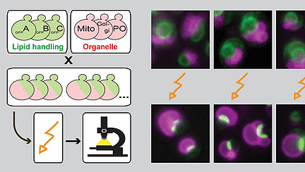 Several microscopy images with orange flashes, plus graphic representation of objects including a microscope; labels read “GFPA”, “GFPB”, “GFPC” and “Lipid handling”, as well as “Mito”, “Golgi”, ‘PO’ and “Organelle”.