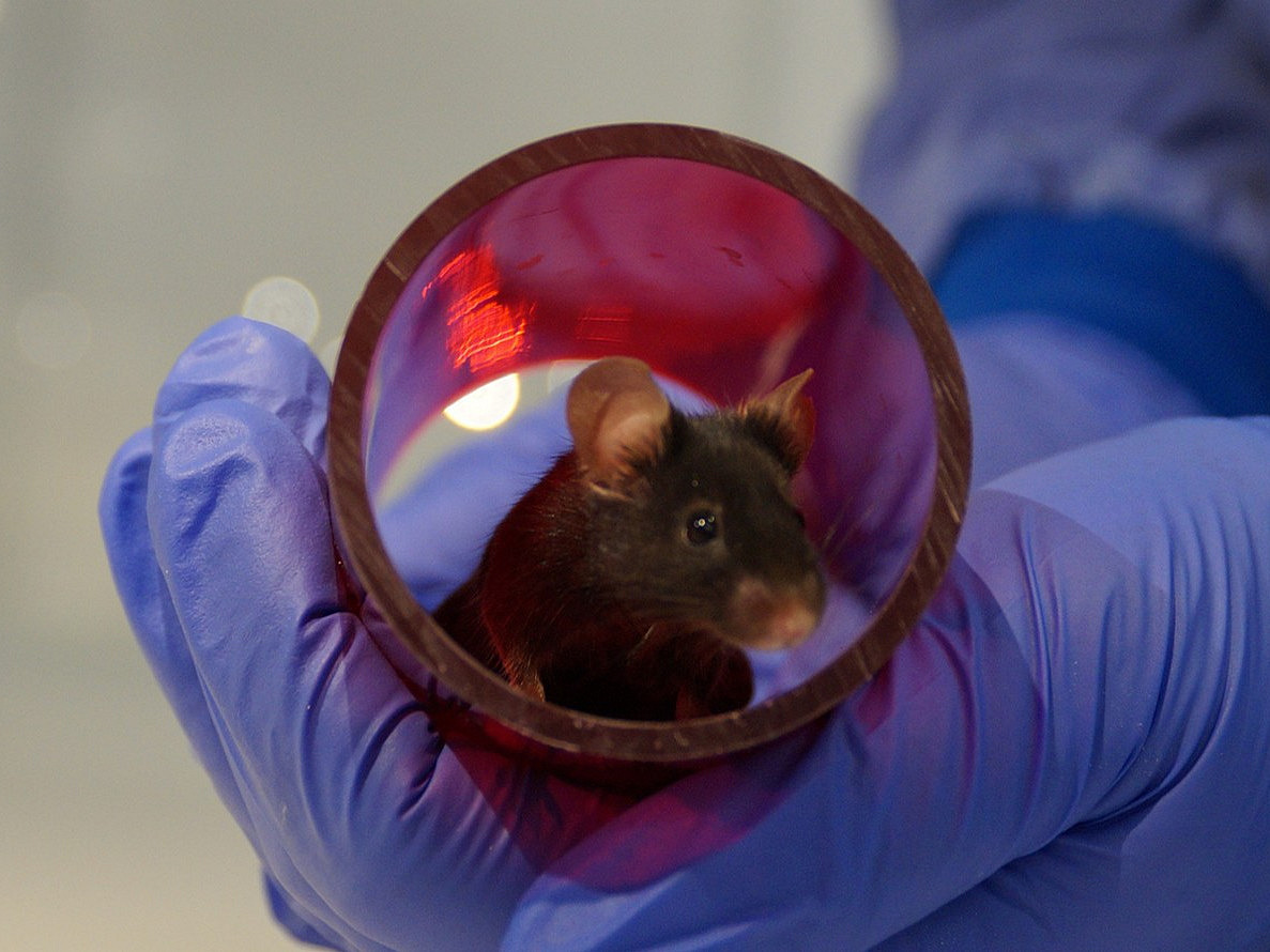Eine schwarze Maus sitzt in einer roten, leicht durchsichtigen Plastikröhre, die von einer Hand in einem blauen Latex-Handschuh gehalten wird.