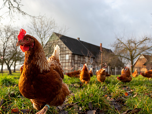 Ein Huhn mit Freunden vor einem Bauernhof.