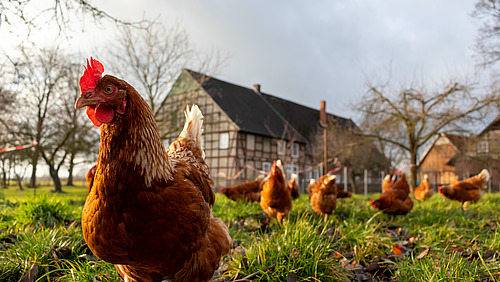 Ein Huhn mit Freunden vor einem Bauernhof.