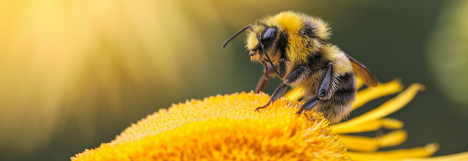 Honey bee on a yellow flower