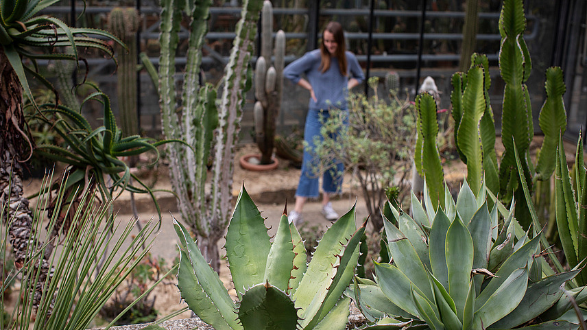 Young woman in the background examining some cacti and other plants that grow in very dry, hot environments.