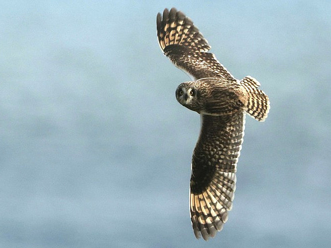 Eine braun gefleckte Eule fliegt vor grau-blauem Himmel.