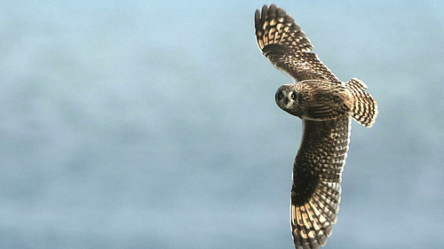Eine braun gefleckte Eule fliegt vor grau-blauem Himmel.
