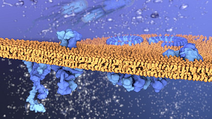 Graphical representation of blue proteins in an orange double lipid layer