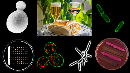 A collage of microscope images, pictures of Petri dishes and a photo of bread with a filled wine glass and a filled beer glass.