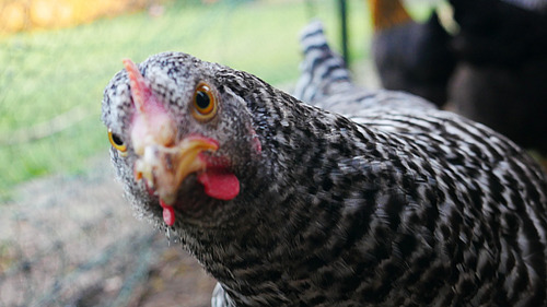 Kuck mal, wer da kuckt: Keck blickt ein Huhn in die Kamera.