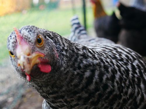 Kuck mal, wer da kuckt: Keck blickt ein Huhn in die Kamera.