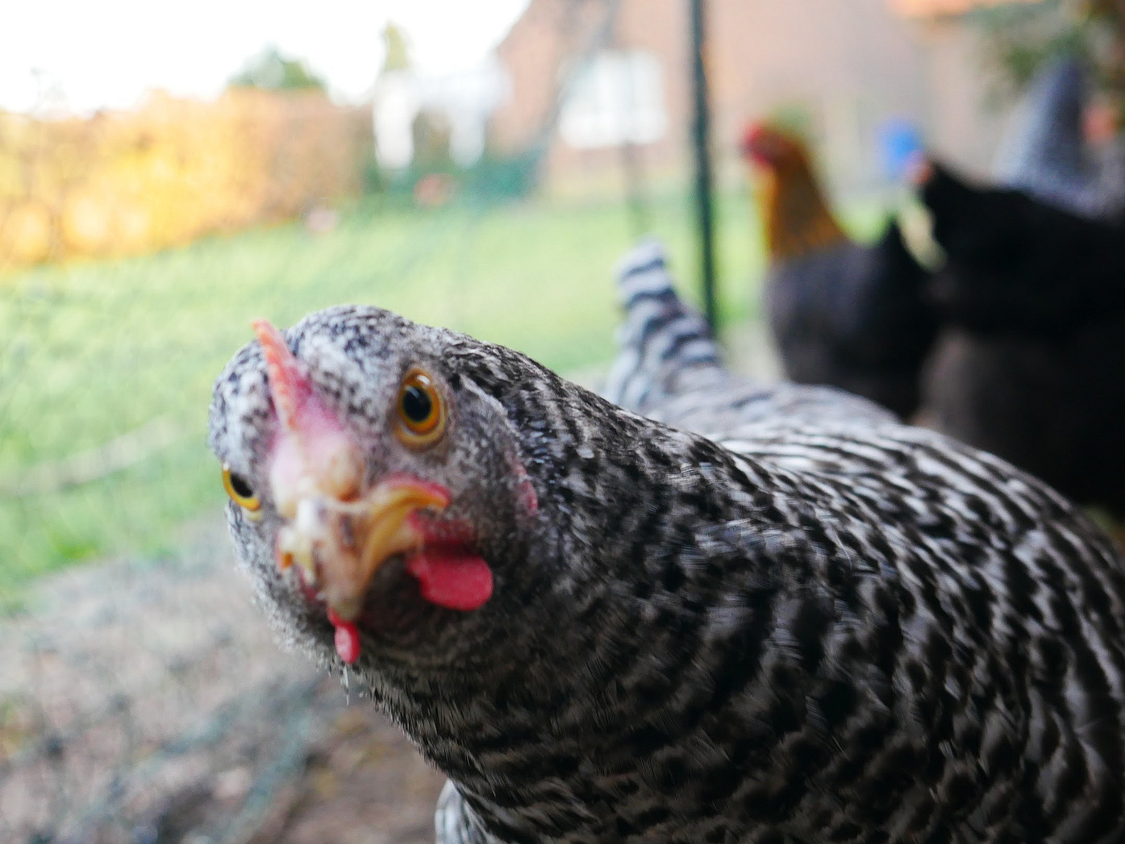 Look who's looking: A chicken looks cheekily into the camera.